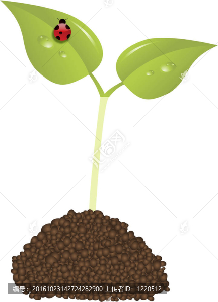 年輕的植物