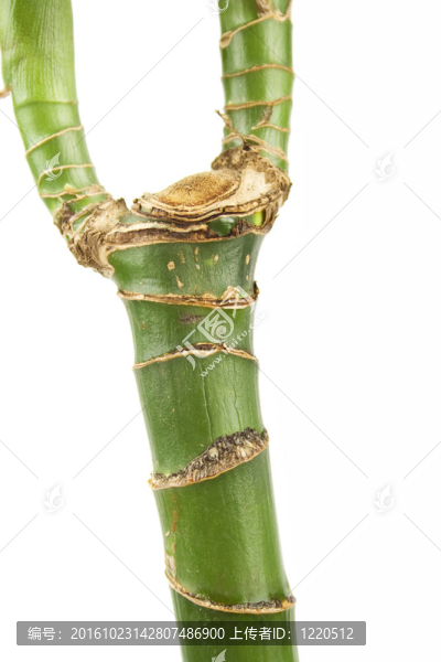 室內植物%u2013軀干