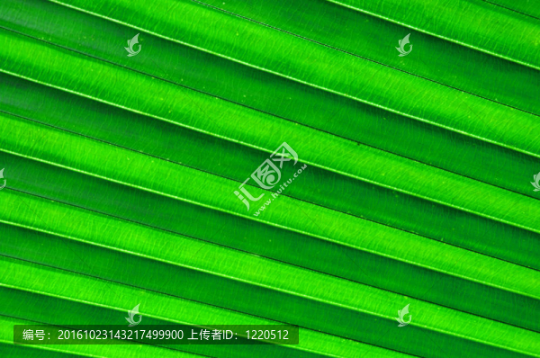 棕櫚葉的紋理