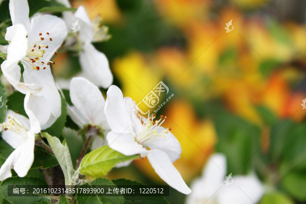 盛開的蘋果樹花額黃橙色的背景