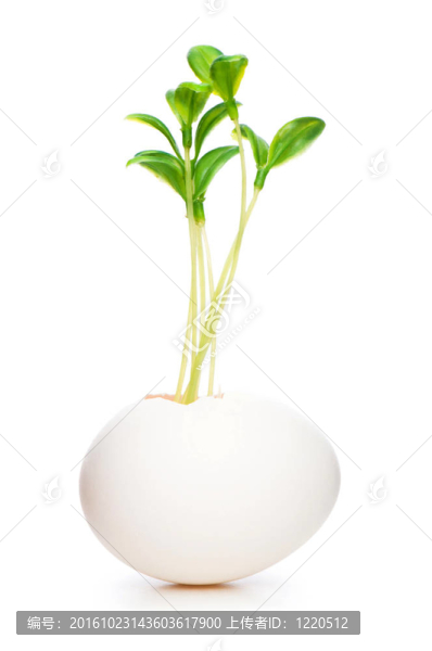白苗白蛋新生活觀