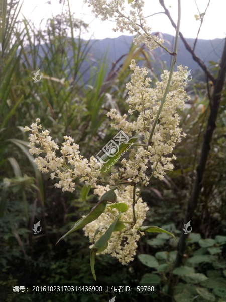 路邊野花
