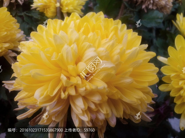 菊花