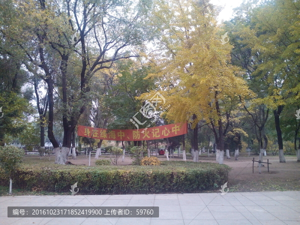 公園樹林