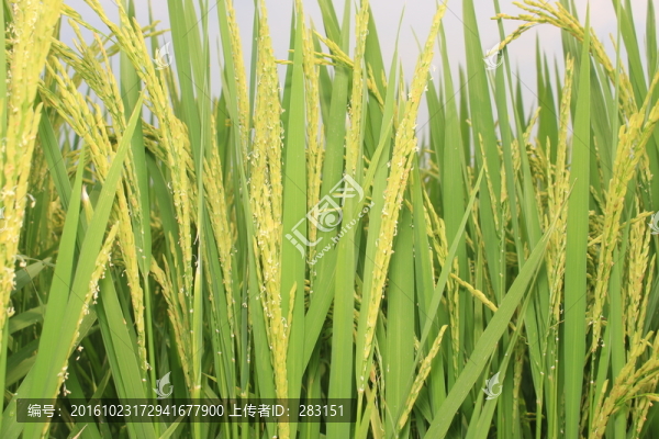 黃色稻草