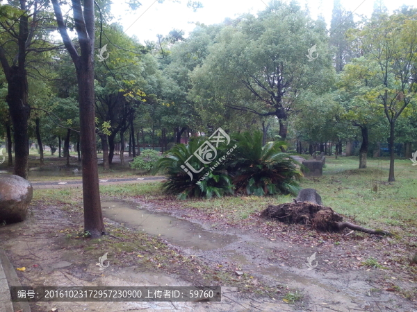公園綠樹(shù)