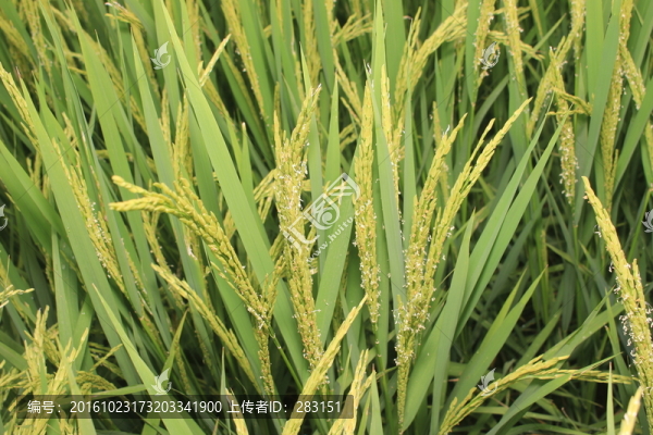 稻花受粉