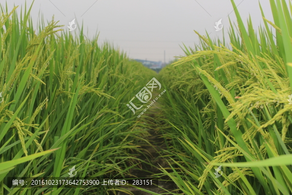 農業(yè)