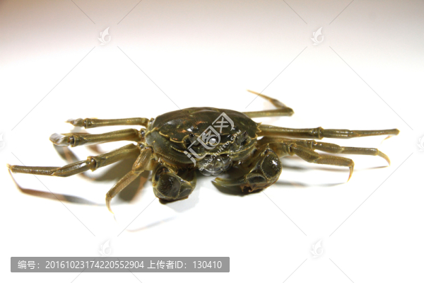 螃蟹