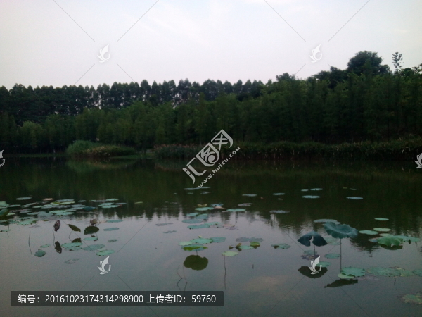 荷塘樹林