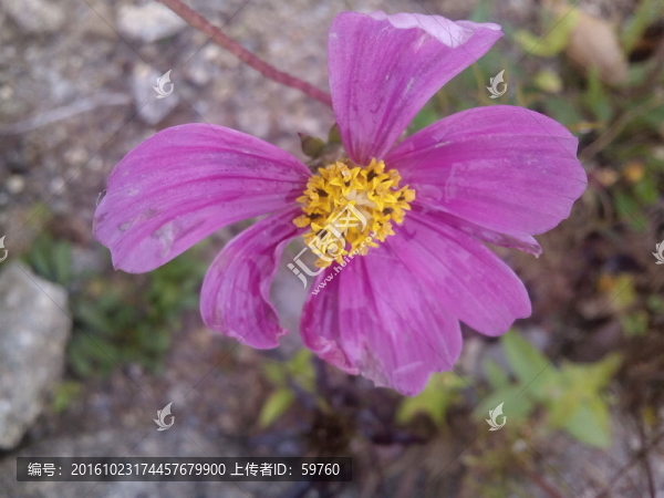 花兒開了