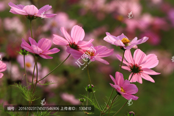 格?；? title=