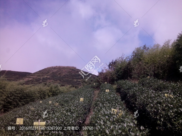 茶園天空