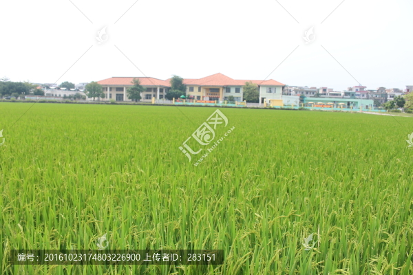 水稻風(fēng)景