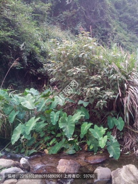 溪邊植物