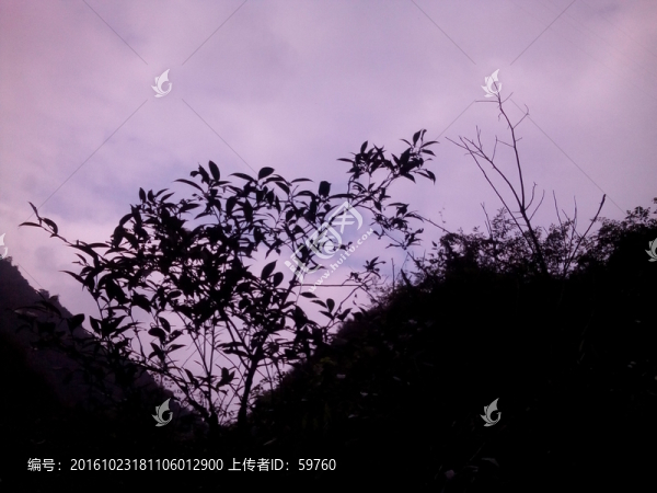 山中樹影