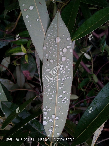 帶露水的葉子