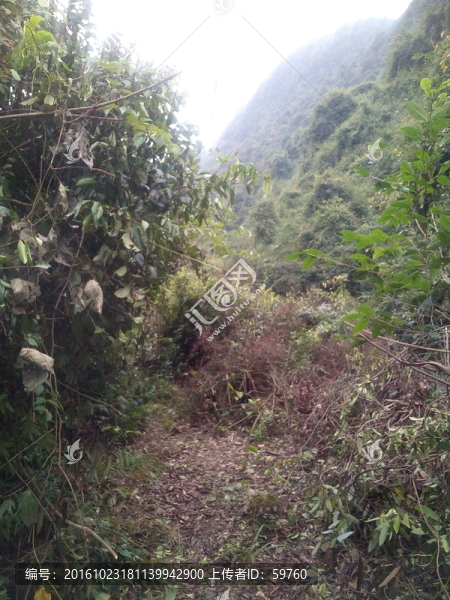 山中小路