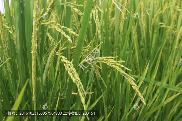 稻穗
