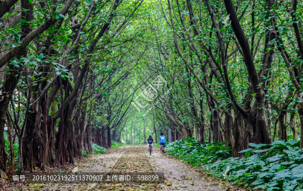 綠樹林