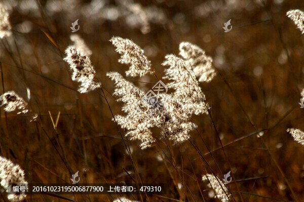 蘆葦,濕地,生態(tài),自然,風(fēng)景