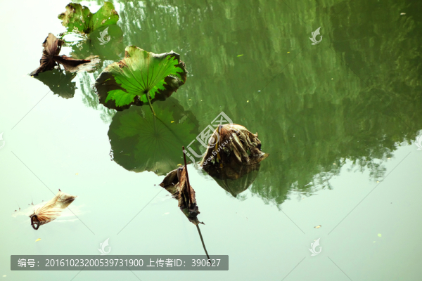 秋荷