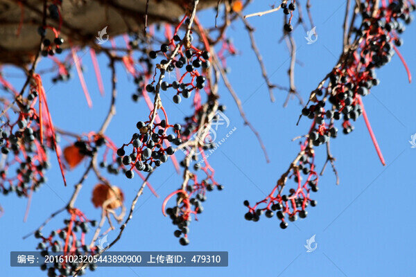 爬山虎,植物墻,種子