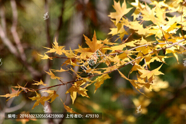 楓樹,楓葉,五花山,秋天