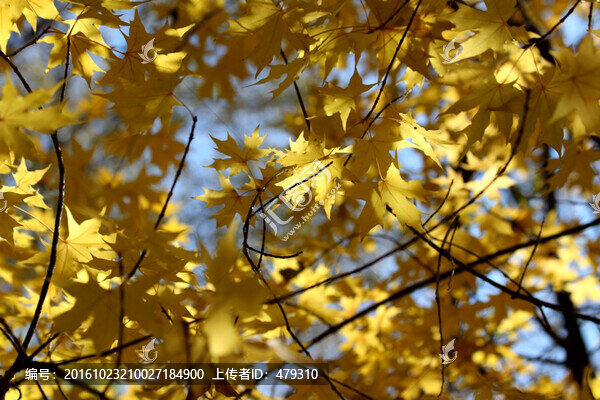 楓樹,楓葉,五花山