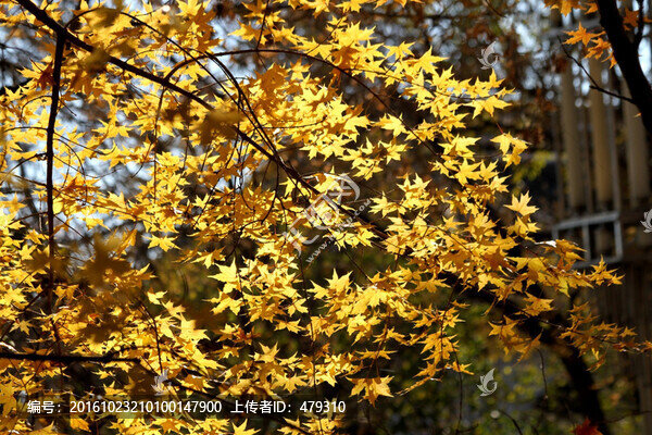 楓樹,楓葉,五花山