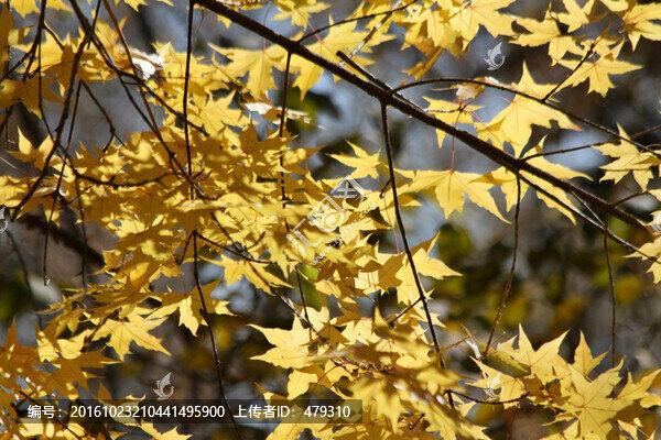 楓樹,楓葉,五花山