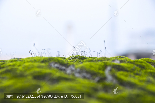 苔蘚