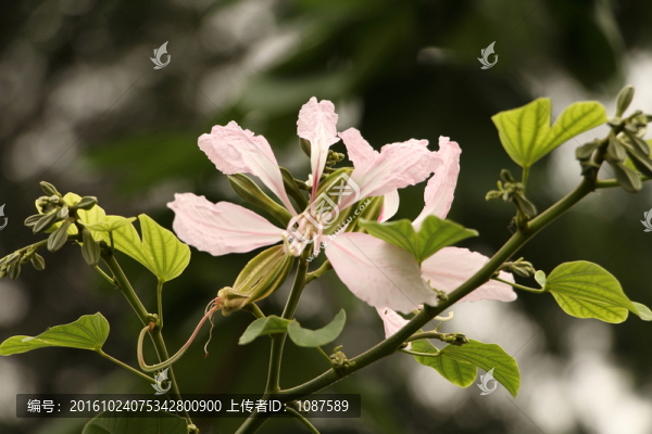 羊蹄甲