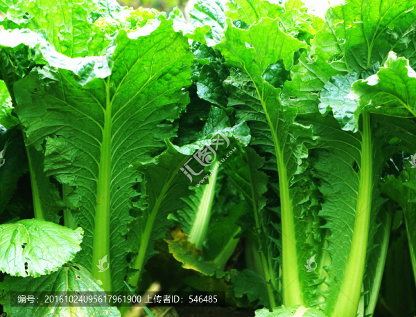 大白菜,天津綠