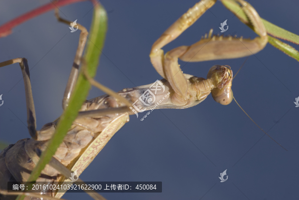 螳螂
