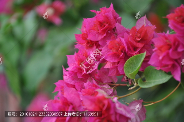 圍墻花