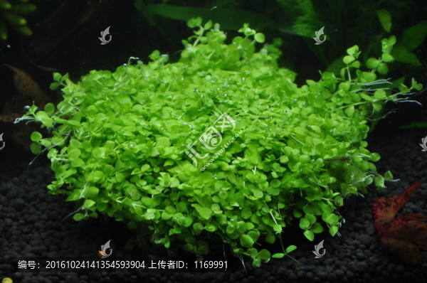 爬地珍珠草