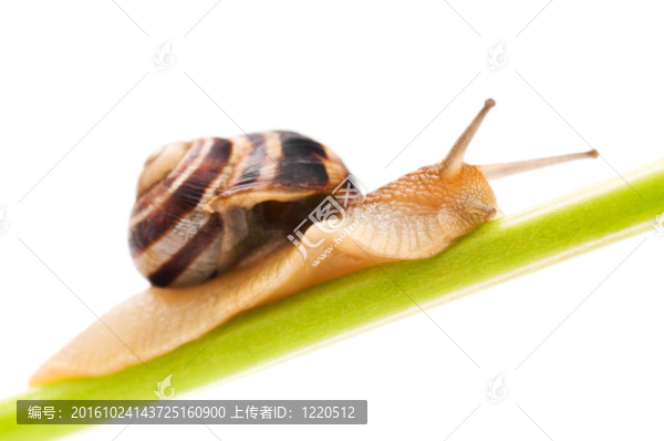 蝸牛