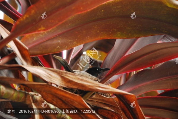 筑巢的鳥