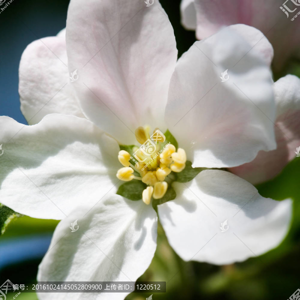 蘋果樹的花