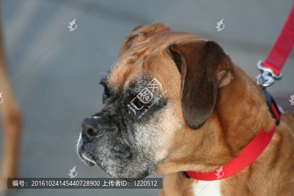 拳師犬
