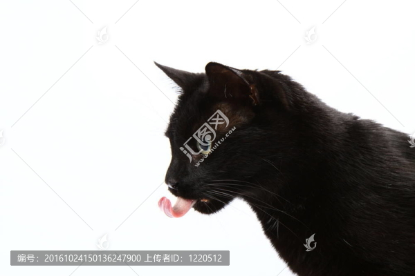 黑色的貓
