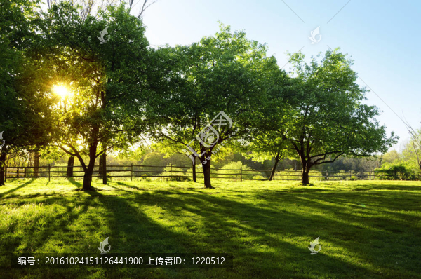 陽光照耀樹木