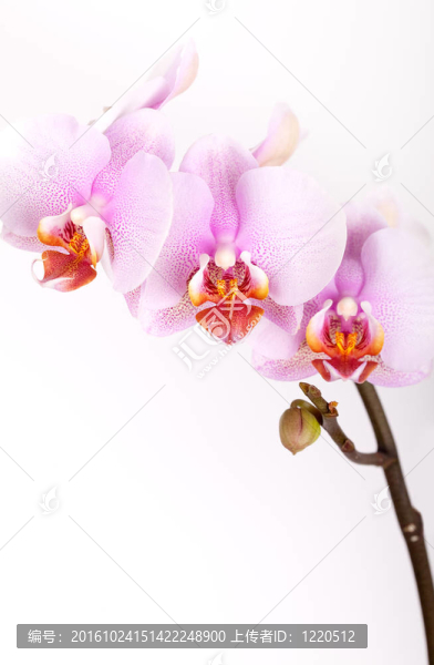 粉紅蘭花