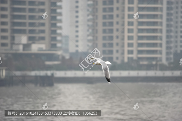 外灘的海鷗