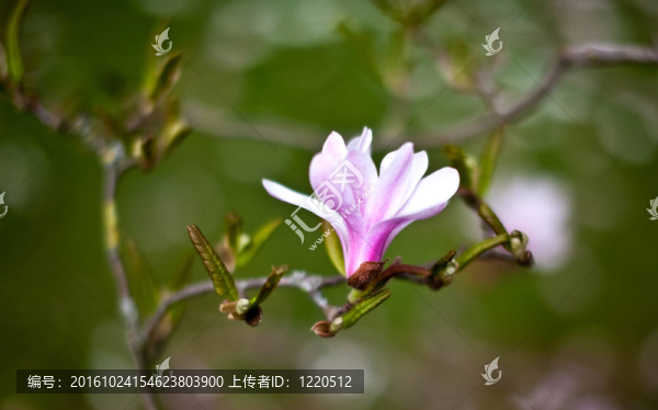 玉蘭花開(kāi)