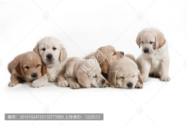 狗的金毛幼犬