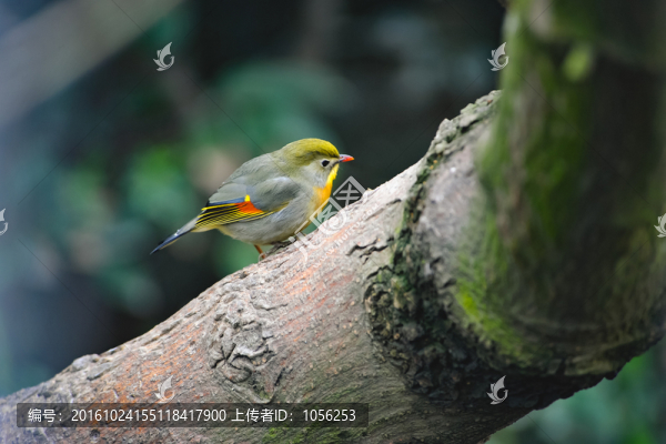 相思鳥