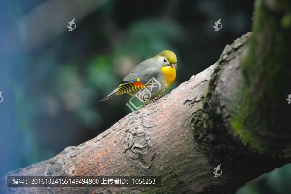 相思鳥
