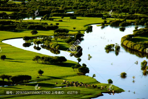 夏季傍晚濕地牛群過河